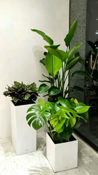 余姚员工福利花卉租赁-北仑绿植租摆推广-杭州湾公司花卉出租-镇海绿植租摆需求量